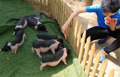 ماذا تفعل إذا أصيب خنزير غينيا بضربة شمس؟